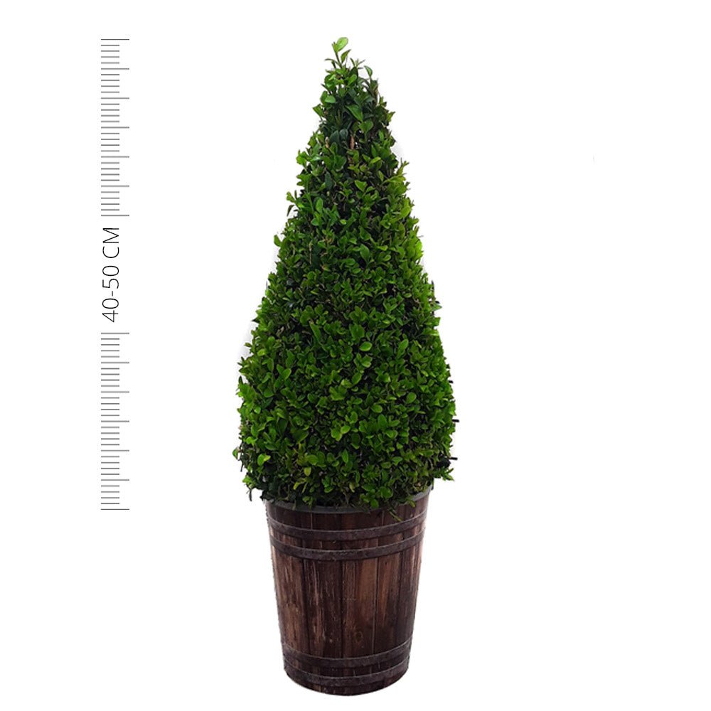Buxbom, pyramid 40-60 cm - Svedberga Plantskola AB - Köp växter Online med hemleverans.